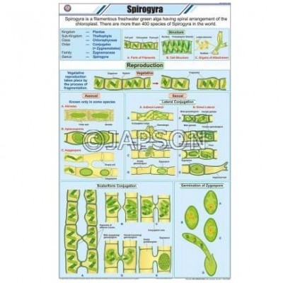 Algae Chart, Botany, School Education 