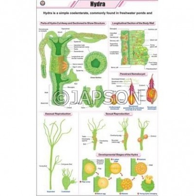 Hydra Chart, Zoology, School Education