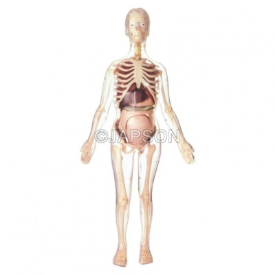 Visible Expectant Mother Anatomy Kit