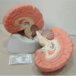 Model of Human Brain