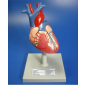 Model of Heart