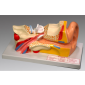 Model of Ear