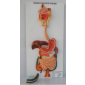 Model of Digestive system