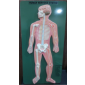 Model of Human nervous system 