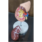 Model of Kidney