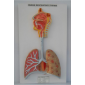 Model of Respiratory system 
