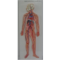 Model of the Circulatory system