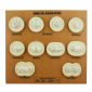 Model of Animal Cell division Mitosis 