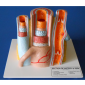 Model of Veins and Arteries in the human body