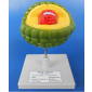 Model of Virus/AIDS 