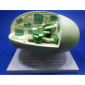Model of Chloroplast 