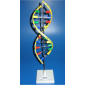 Model Of Nucleic Acid 