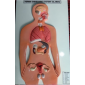 Model of Endocrine glands 