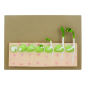 Model of Growth Stages for Dicot Plant 