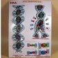 DNA Model on Base