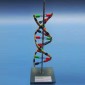 DNA Model, Standing, Economy