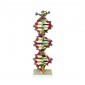 DNA Structure Model, Plastic Assembly Kit