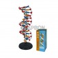 DNA Structure Model, Plastic Assembly Kit, Deluxe