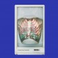 Functional Human Respiratory System
