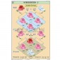 Genetics & Evolution Charts, School Education
