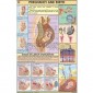 Human Reproductive System, Charts, School Education