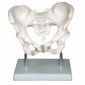 Human Adult Female Pelvis Structural Model