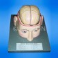 Human Brain Model in Head