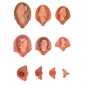 Human Embryo Set, PVC