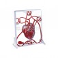Human Heart, Pumping