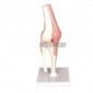 Human Knee Joint Model, Life Size