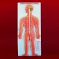 Human Model, Nervous System