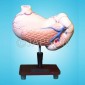 Human Model, Stomach