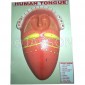 Human Model - Tongue, on Base