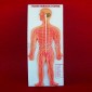 Human Nervous System