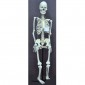 Human Skeleton Model, Economy