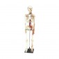 Human Skeleton Model, Painted, Medium