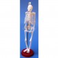 Human Skeleton Model, Small, Plastic