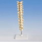 Human Thoracic Spinal Column Model