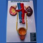 Human Urinary System