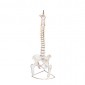 Human Vertebral Model With Pelvis & Femur Heads