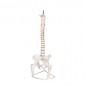 Human Vertebral Model With Pelvis & Femur Heads