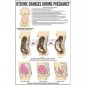 Nursing Charts, School Education
