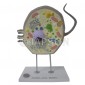 Model, Animal Cell