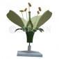 Model, Flower on Stand 
