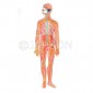 Model, Human Nervous System