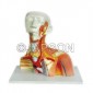 Model Of Human Cranial Cavity Head, Neck And Thorax