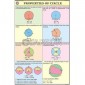 Mathematics (Upper Primary) Charts, School Education