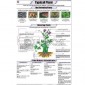 Plant Charts, Botany, School Education
