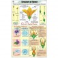 Flower Charts, Botany, School Education