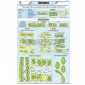 Algae Chart, Botany, School Education 